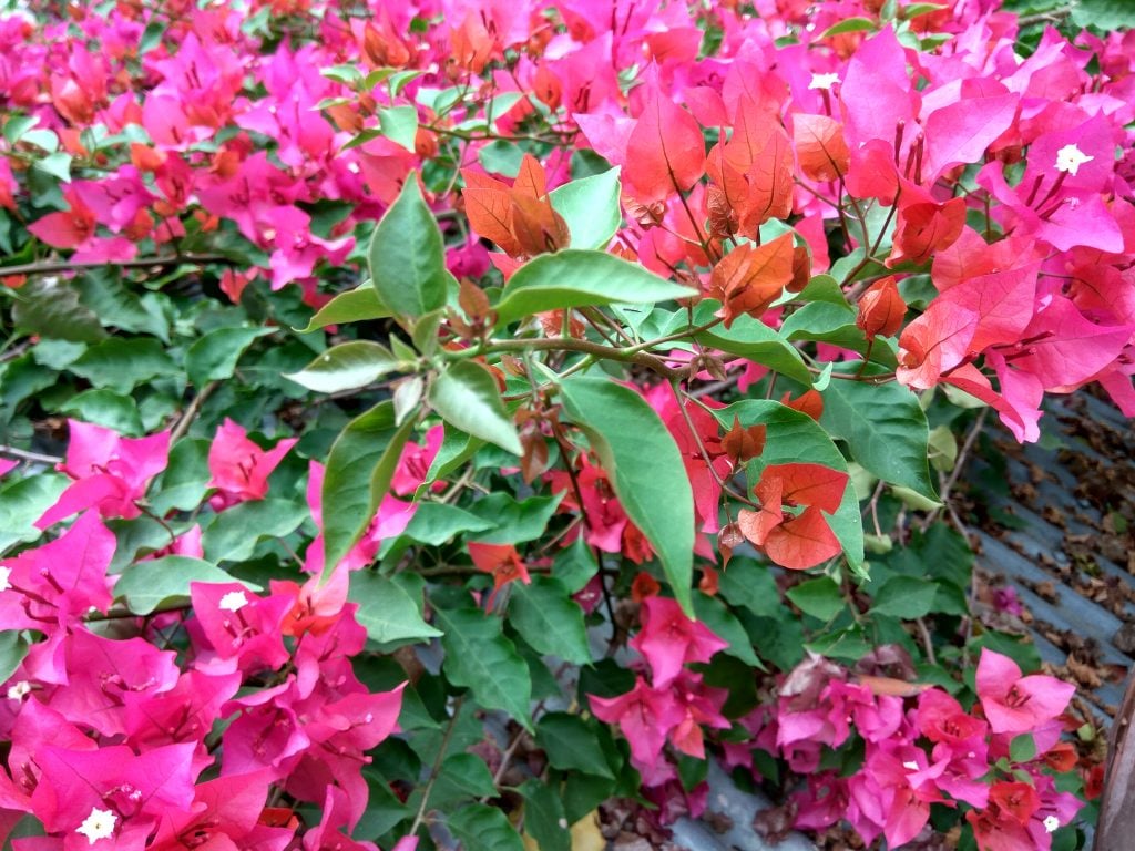 Bougainvillea