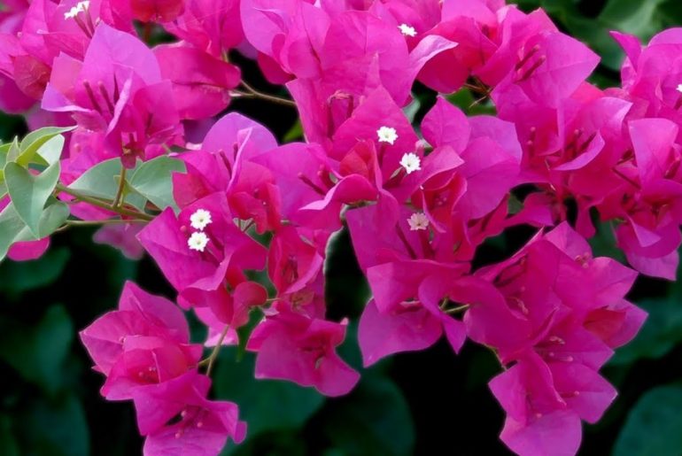 Bougainvillea Plant Care & Growing Tips