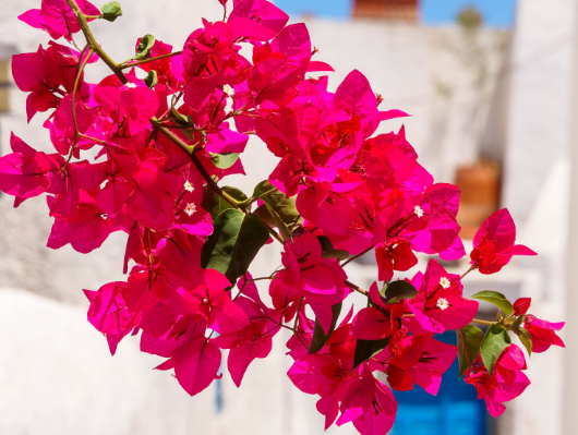 Bougainvillea