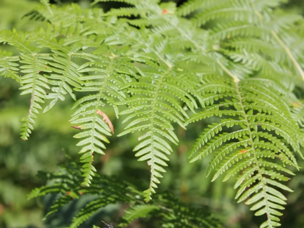 Bracken Fern