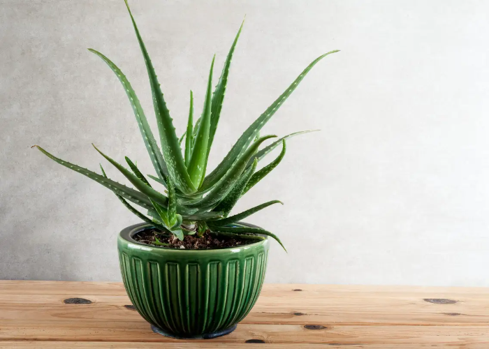 Breeding Aloe Vera Plants Indoor