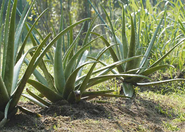 Breeding Aloe Vera Plants Outdoor