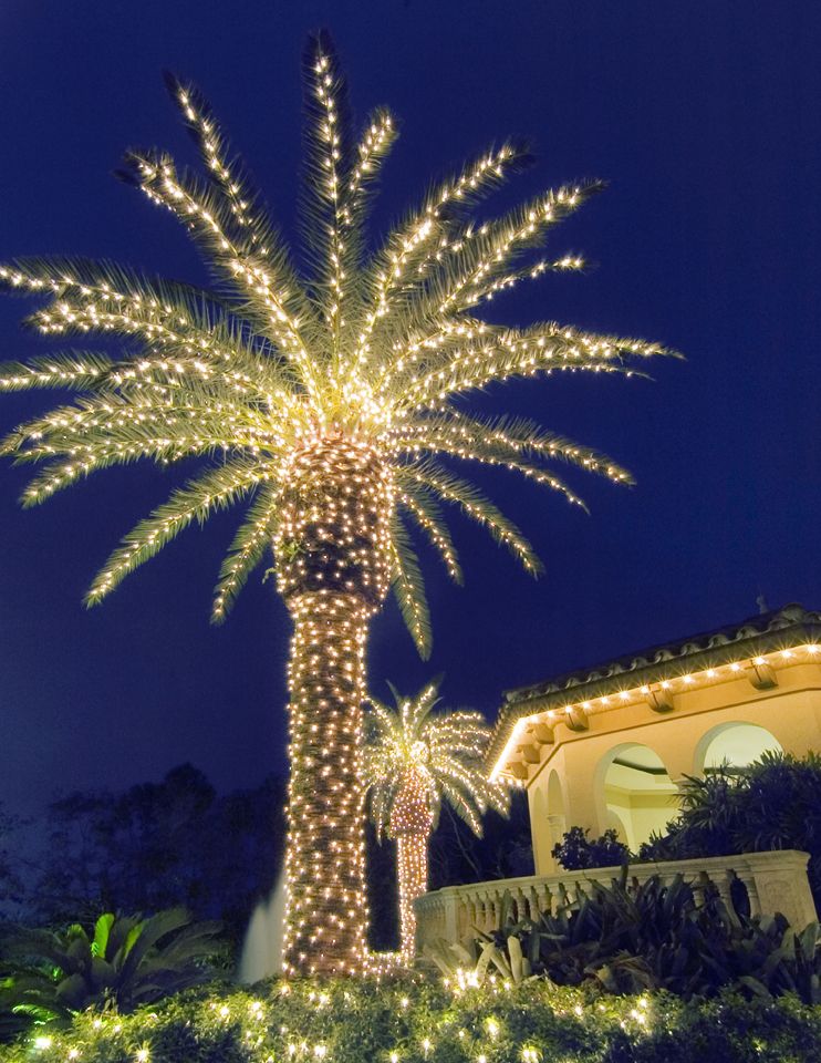 Bright Light for Wrapping Palm Tree