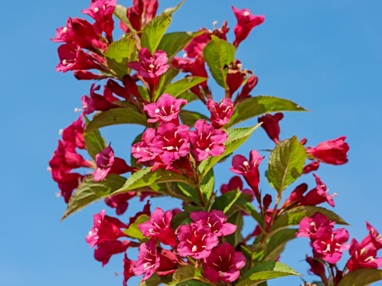 Bristol Ruby Weigela