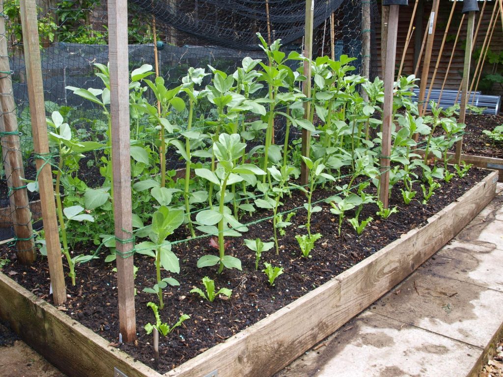 Broad Beans - A Multifunctional Plant