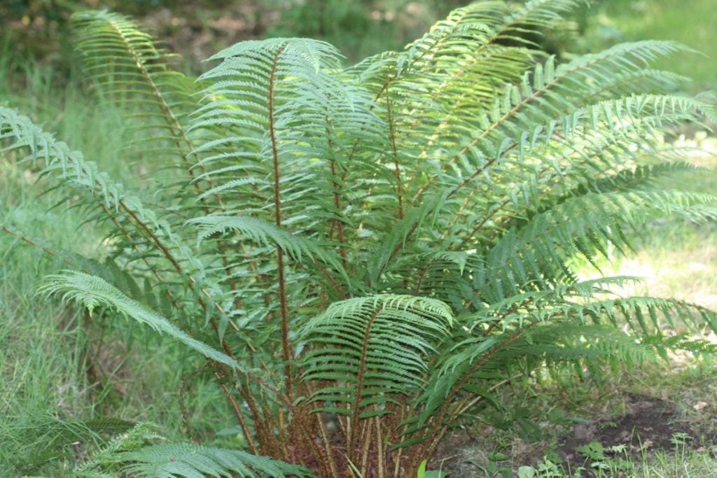 Broad Buckler Fern