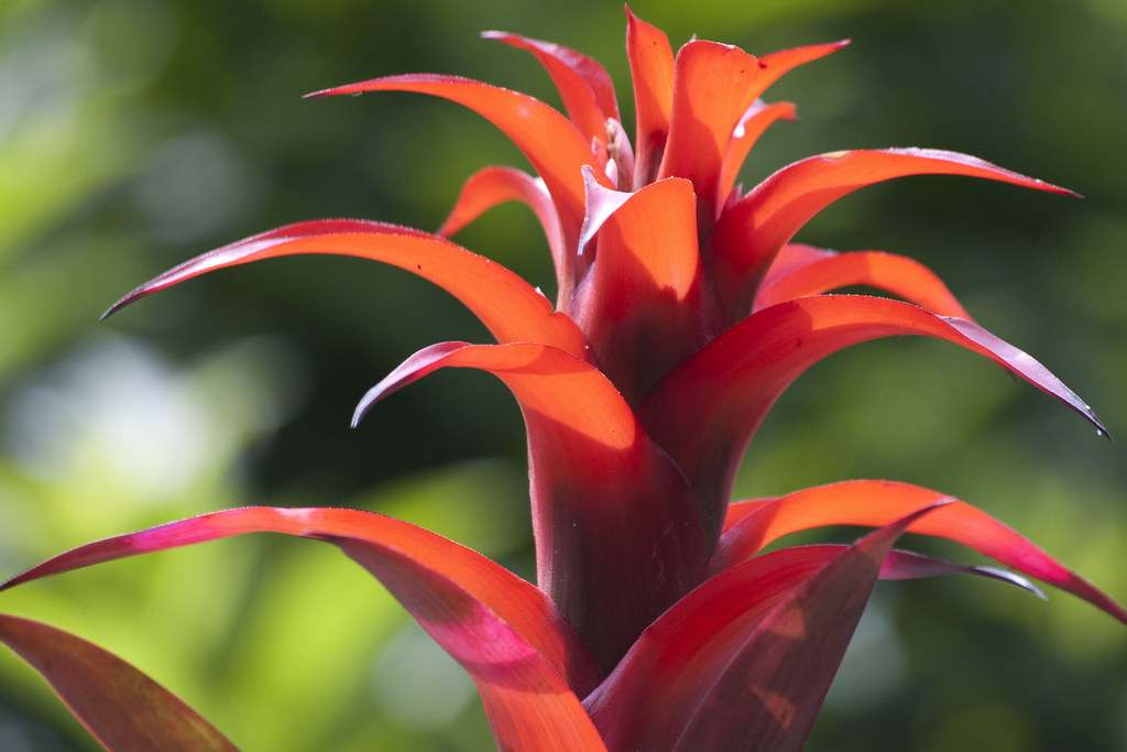 Bromelia Focus