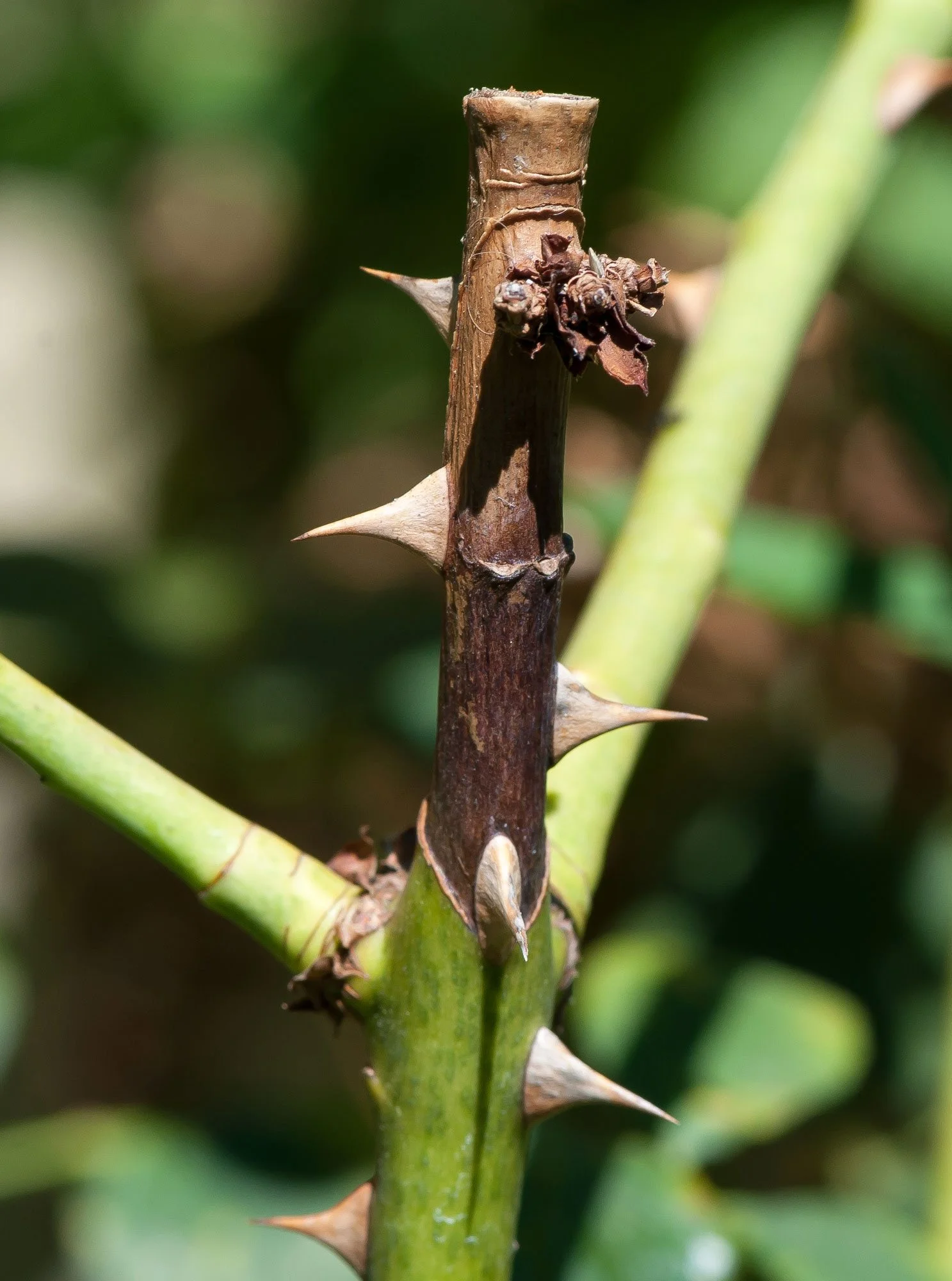 Brown Cankers