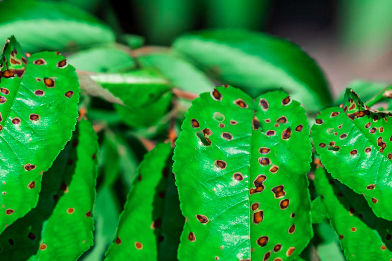 Brown Spots on Leaves