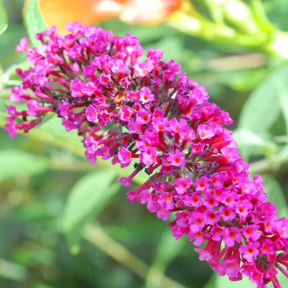 Buddleia and the Need for Pruning