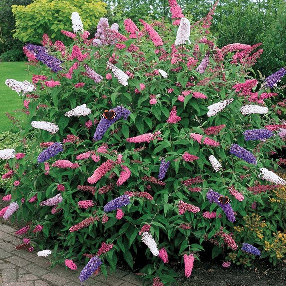 Buddleia or Butterfly Bush