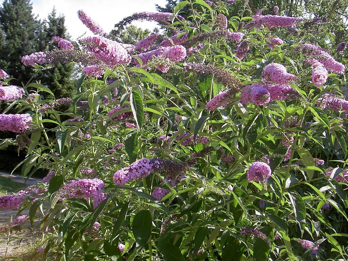 Buddleia