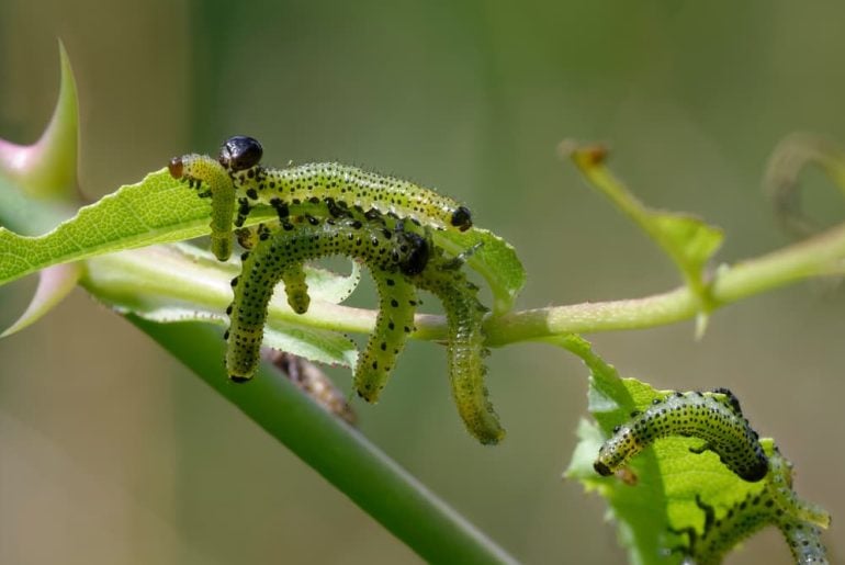 Guide to Using Spinosad for Controlling Small Caterpillars on Roses ...