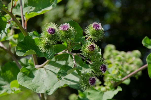  Burdock