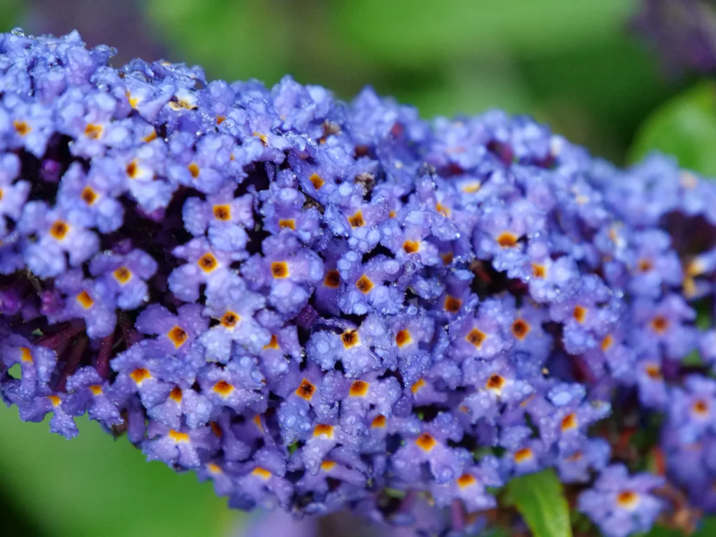 Butterfly Bush