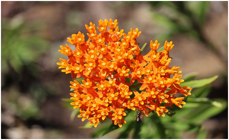 Butterfly Weed