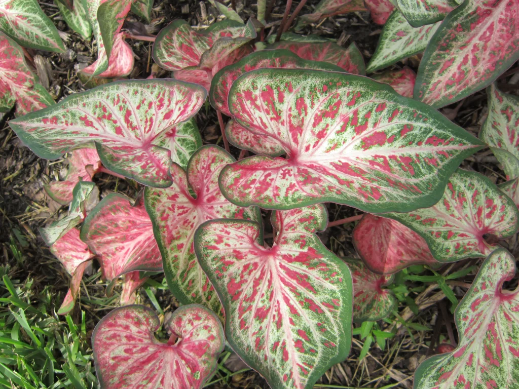 Caladium