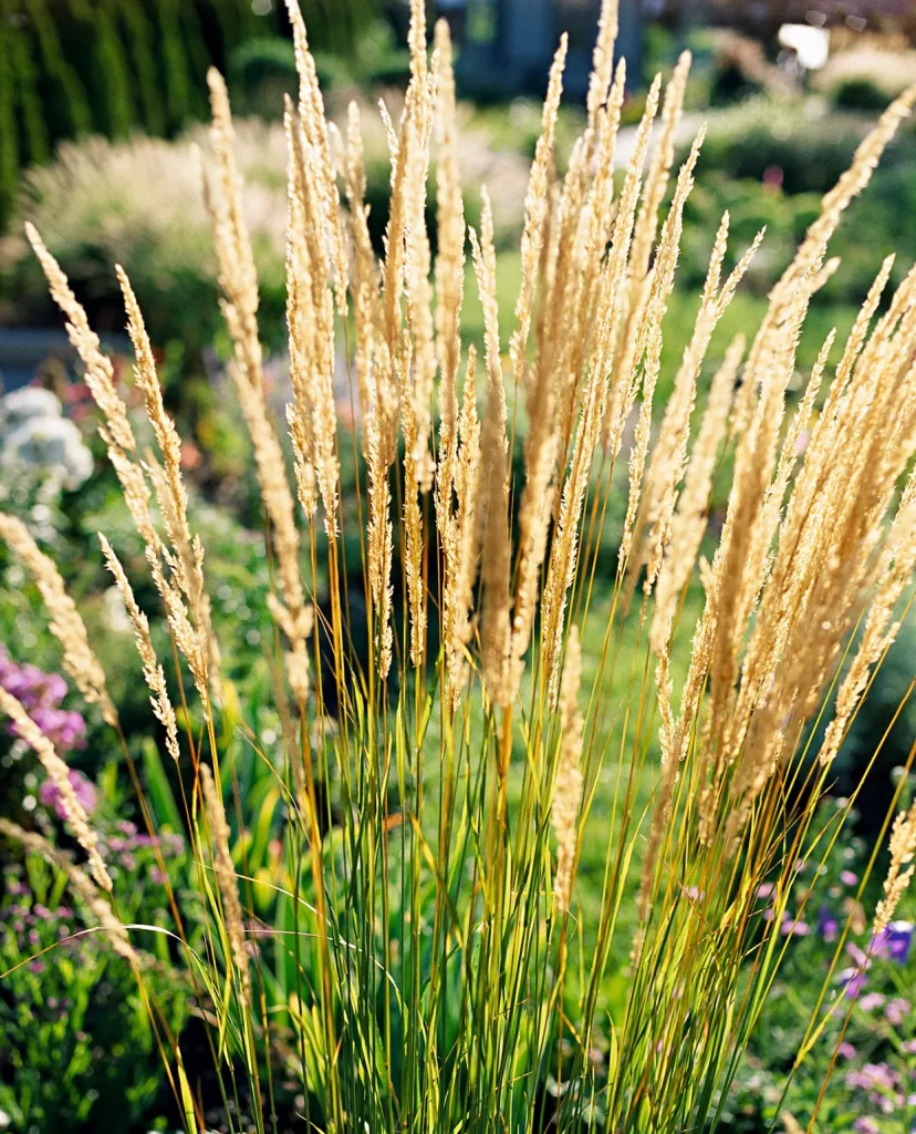 Calamagrostis or Feather Reed Grass