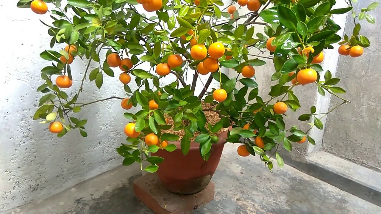 Calamondin Orange