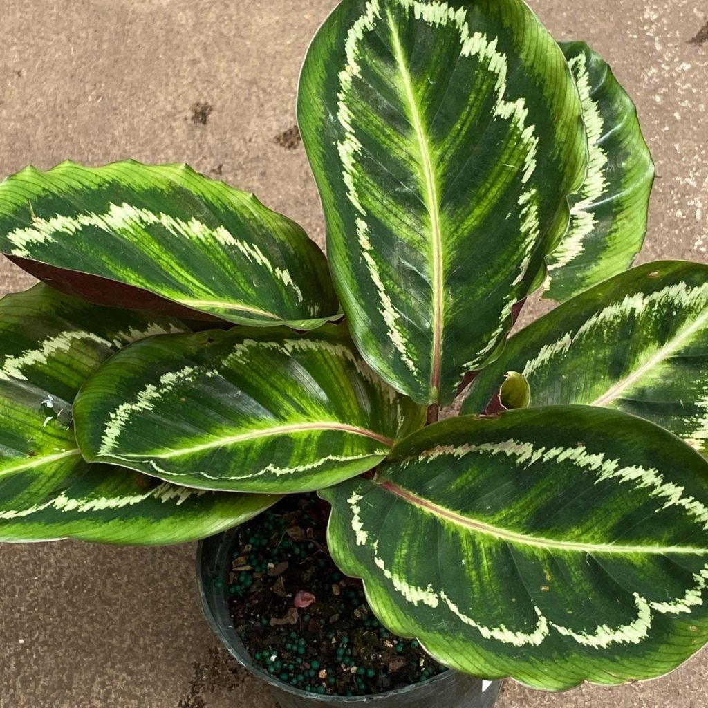 Calathea