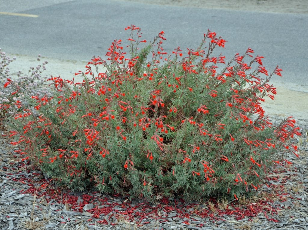 California Fuchsia