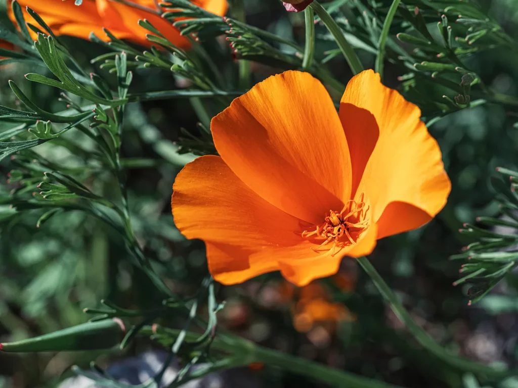 California-poppy