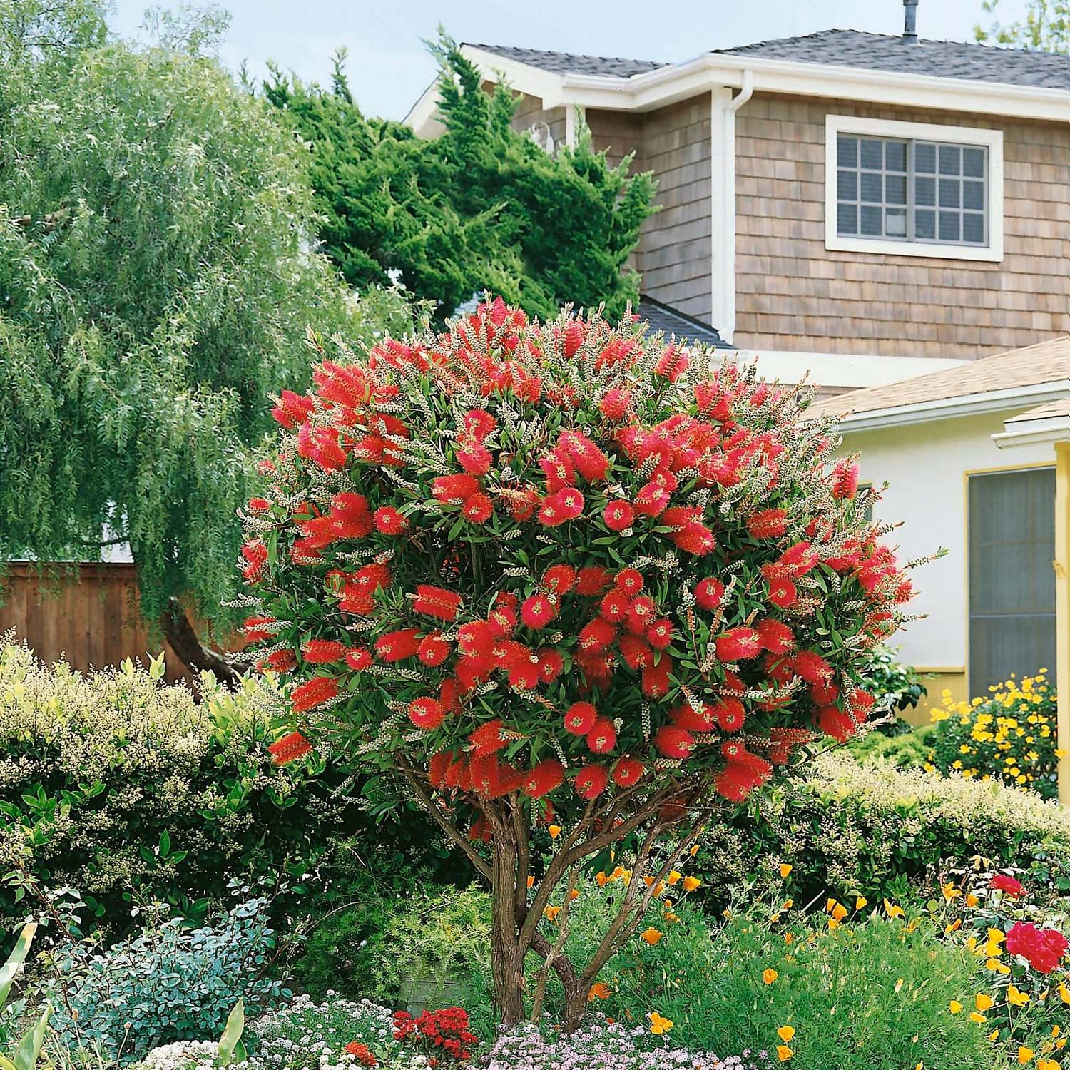 Callistemon 'Splendens' Plant - Indoor vs Outdoor Care