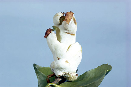 Camellia Gall-Related White Growths
