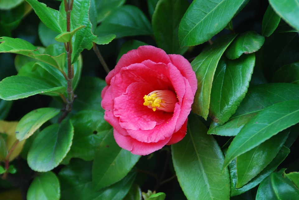Camellia Japonica Care Toolkit