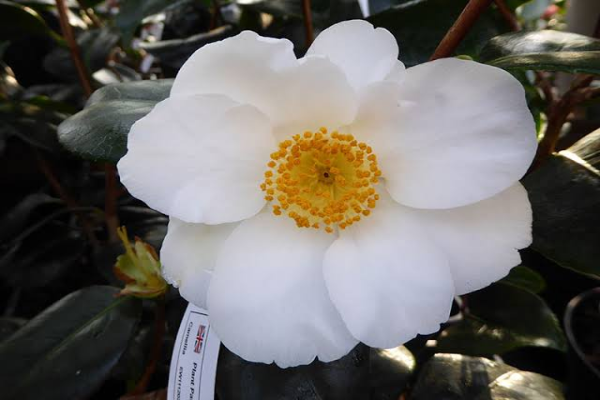 Camellia _white swan_