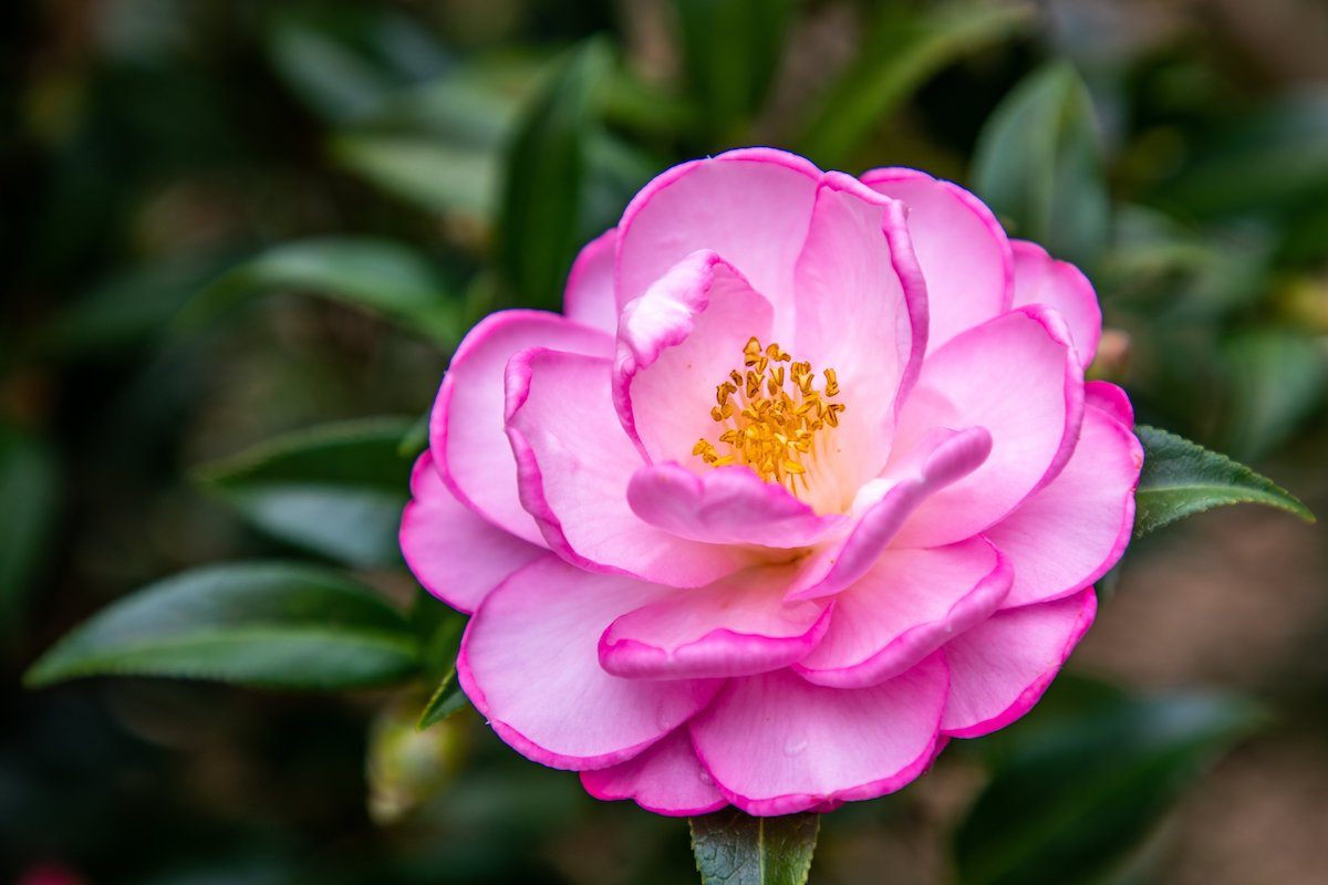 Camellia