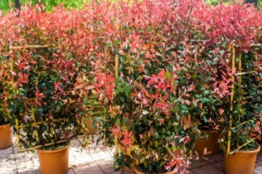 Can Photinia Red Robin Be Grown in Pots
