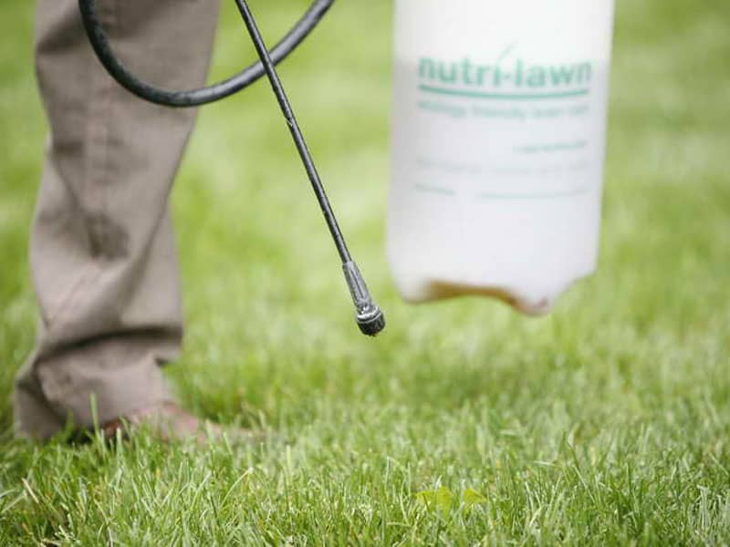 Can You Pour Bleach Directly on Weeds