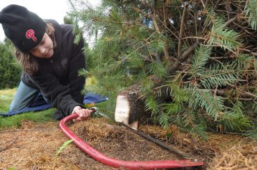 Can You Re-Plant A Christmas Tree?