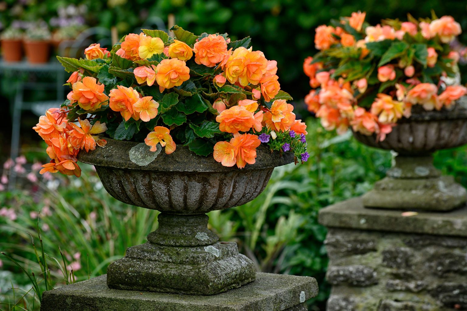 Can You Overwinter Begonias in Hanging Baskets? The Arches