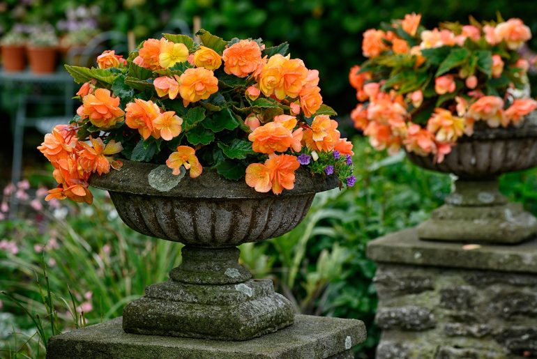 Can You Overwinter Begonias in Hanging Baskets?