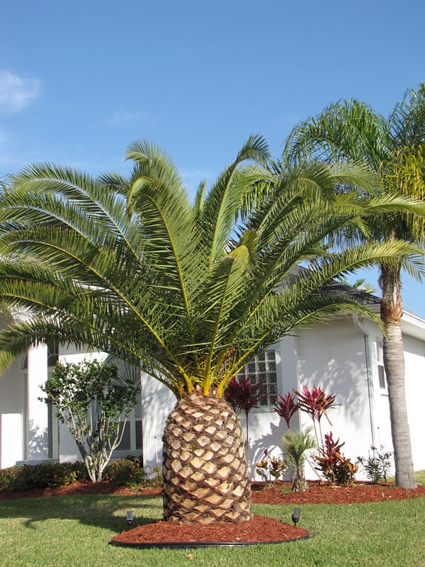 Canary Island Date Palm