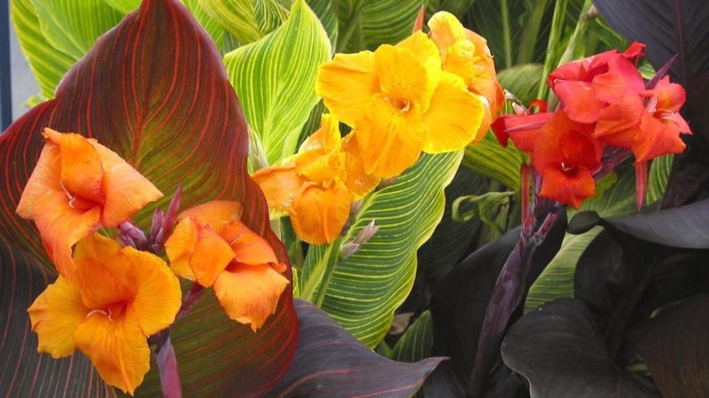 Canna Lily