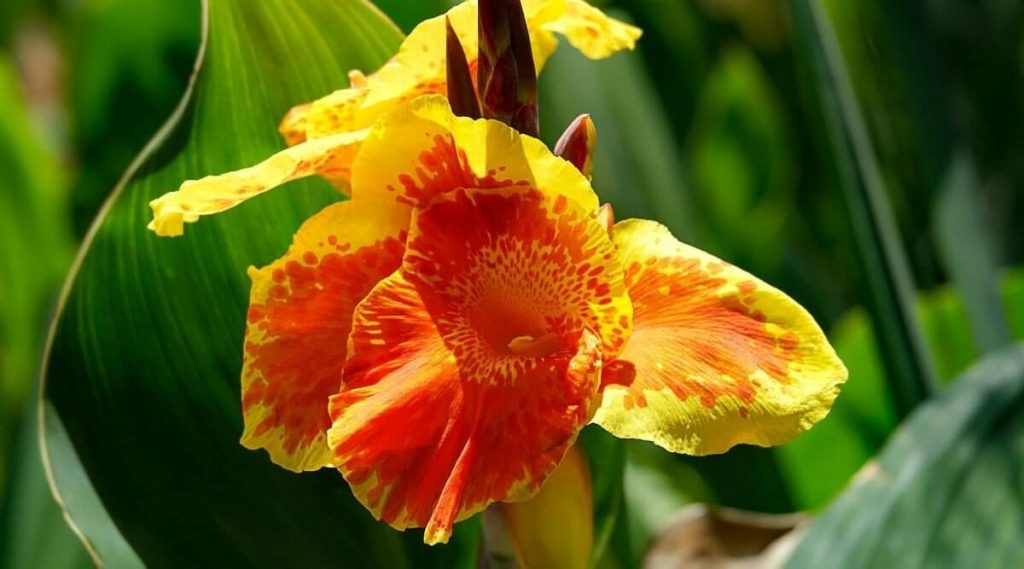 Canna Lily An Overview