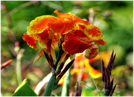 Canna Lily