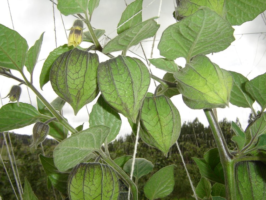 Cape Gooseberry Growing Conditions