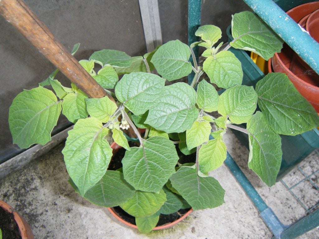 Cape Gooseberry Propagation