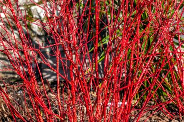 Captivating Plants With Red Stems