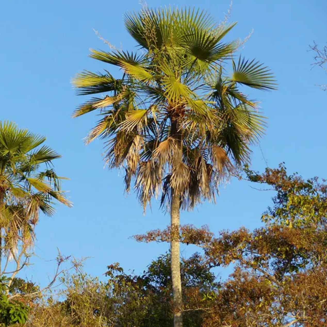 Caranday Palm (Trithrinax Campestris) (1)