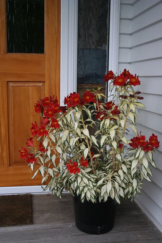 Care Tips for Alstroemerias Planted in Containers