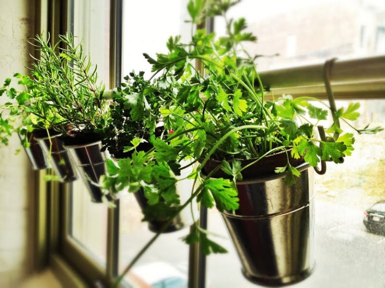 Care Tips for Your Windowsill Herb Garden