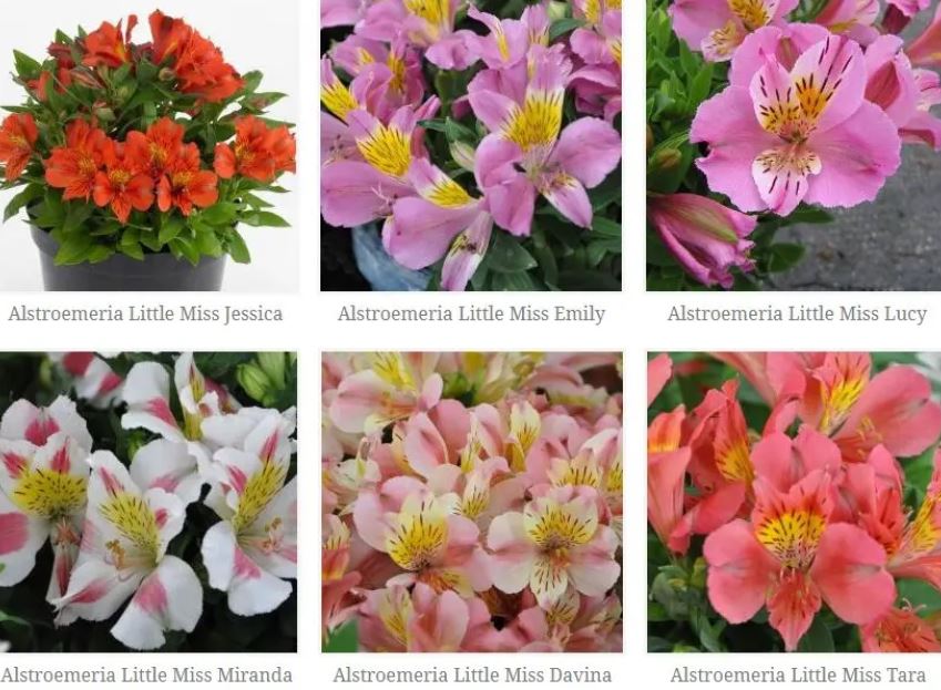 Care Tips to Ensure Maximum Alstroemeria Bloom