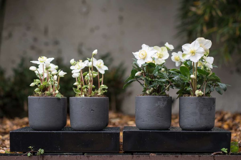 Caring For Hellebores in Planters