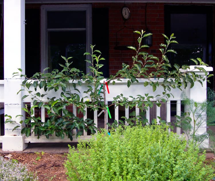 Caring Tips for An Espalier Fruit Tree