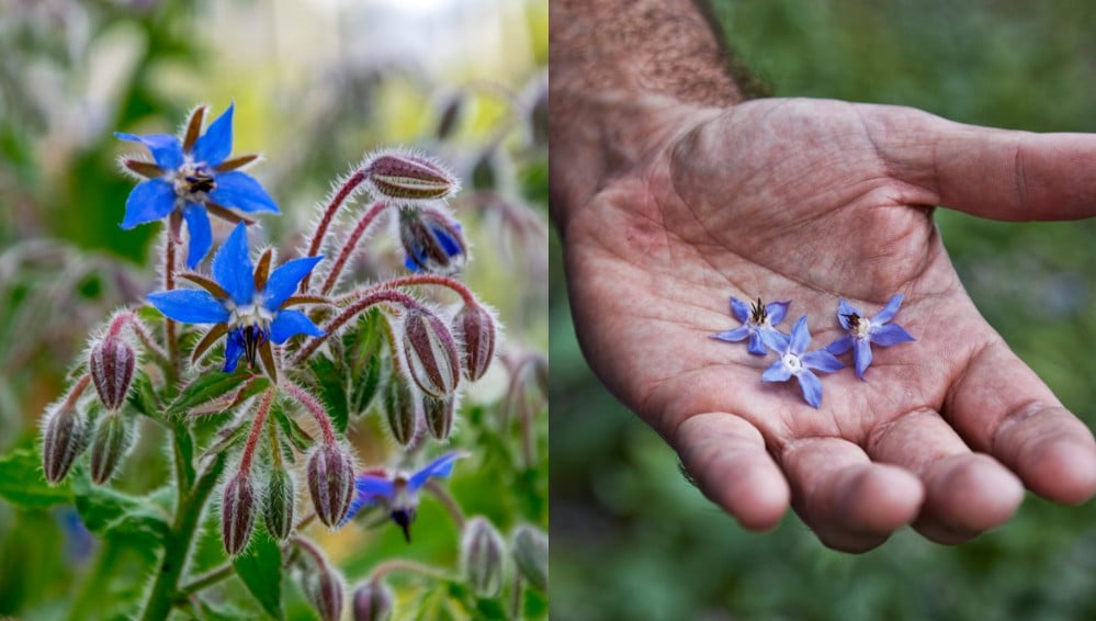 Caring Tips for Borage Plant